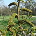 Pterocarya fraxinifolia fleur (3)